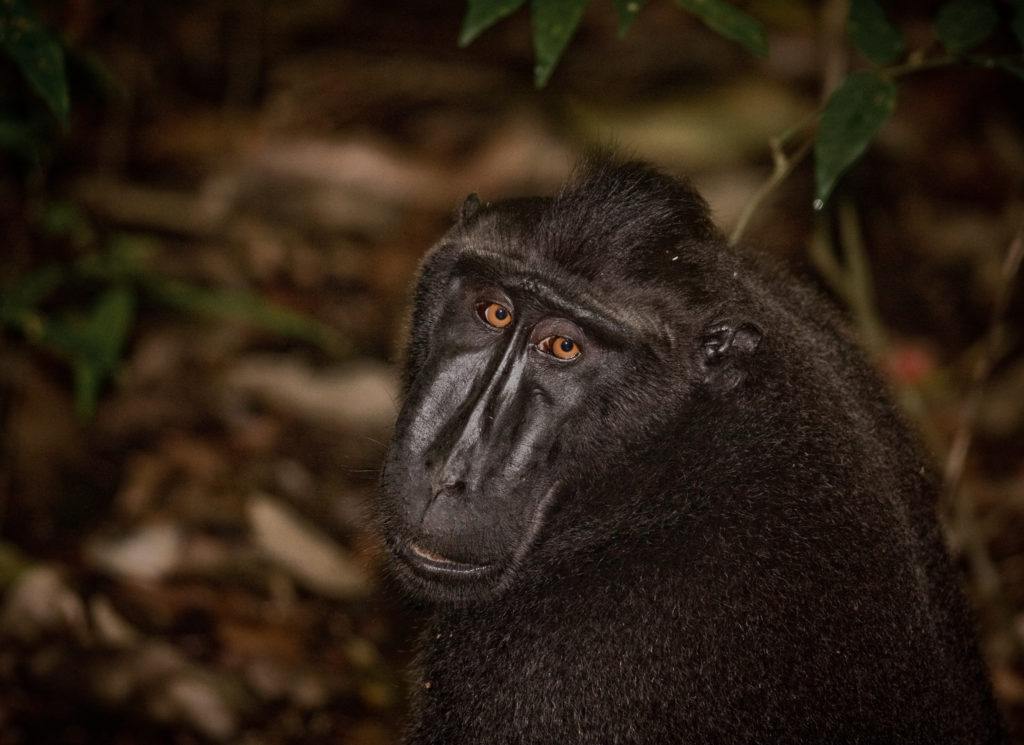 Critically Endangered Crested Black Macaque in north Sulawesi. © Robin Moore