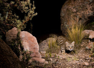 IMG_135463_Pampas_Cat_Bolivia_Sebastian-Kennerknecht (1)