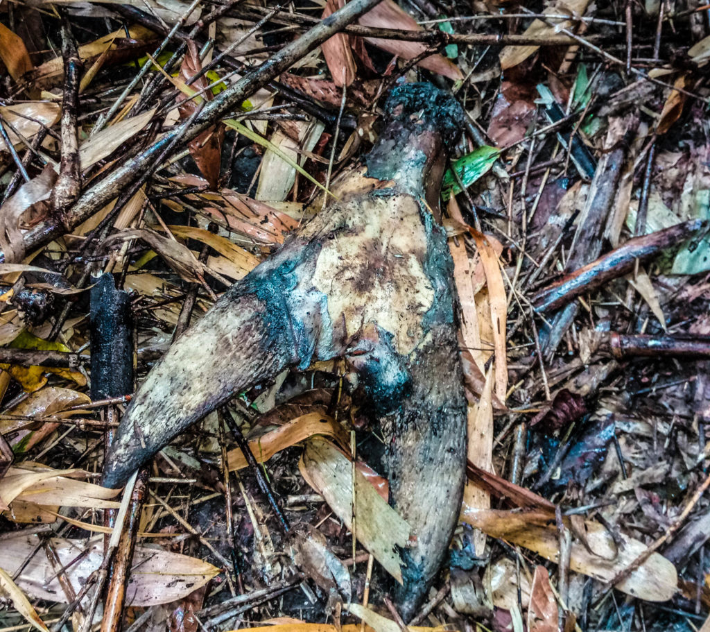 The skull of a recently killed Tamaraw. (Photo by: J. Slade)