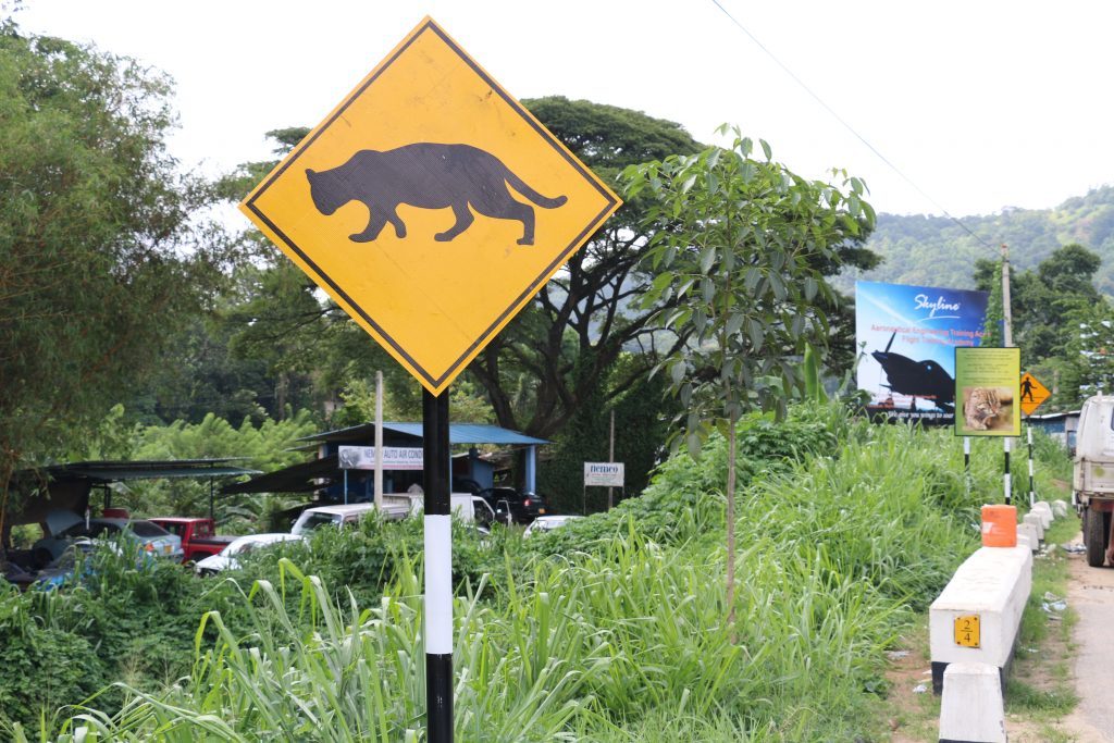 Small Cat Advocacy and Research in Sri Lanka is raising awareness about Fishing Cats, including their threats, such as vehicles. (Photo by Ashan Thudugala)