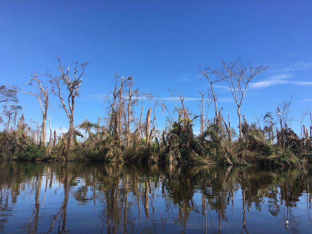 The Raphia palm swamps were hit hard by Hurricane Otto. The majority of the palm leaves blew over or broke off, exposing the trees sprinkled between the palms to the storm’s winds. (Photo by Camilo de Castro Belli)
