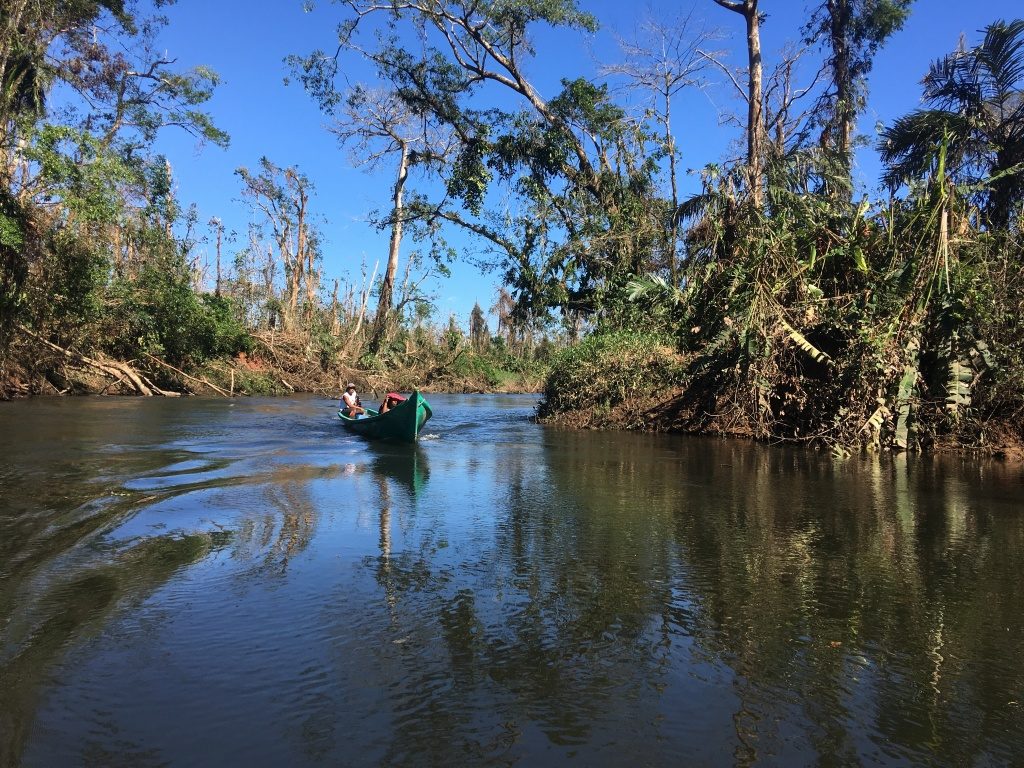 Rama forest ranger Armando John drives his boat along the Indian River with the hurricane-damaged forest surrounding him. (Photo by Camilo de Castro Belli)