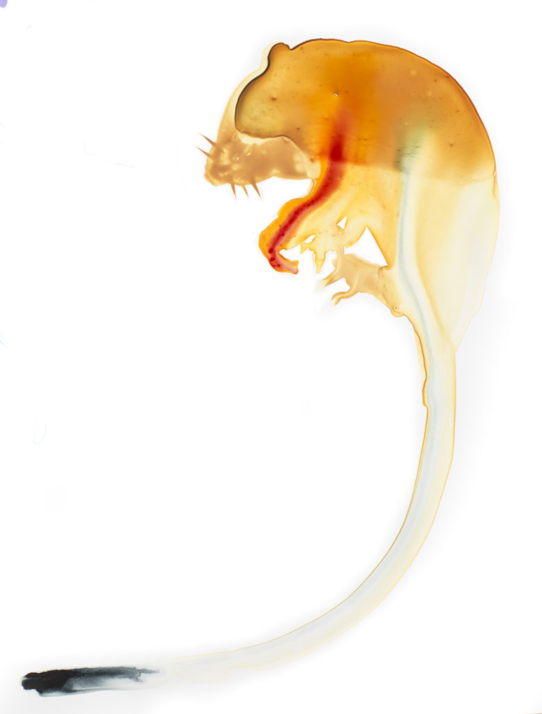 Ilin Island Cloudrunner artwork by Alexis Rockman