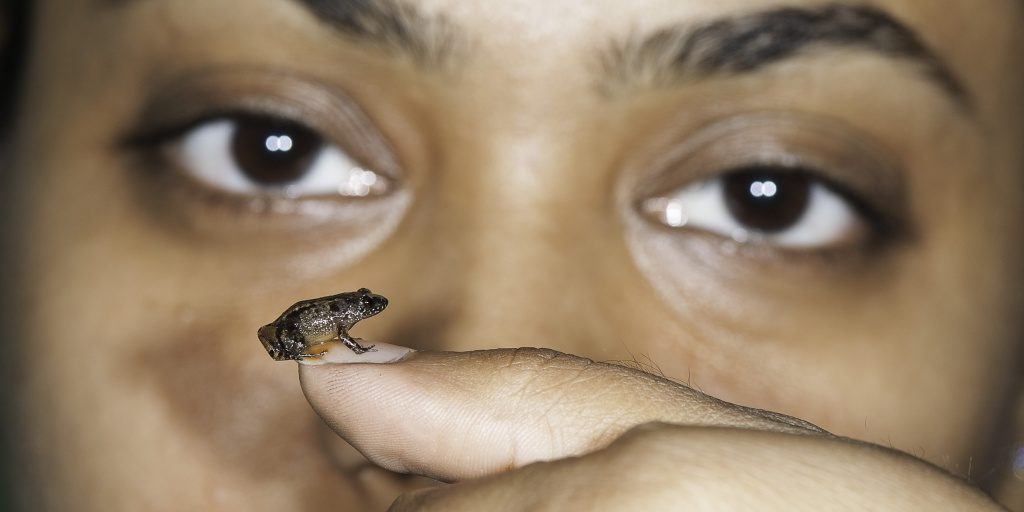 Vijayan’s Night Frog (Nyctibatrachus pulivijayani), a 13.6 mm miniature-sized frog discovered from Agasthyamala hills in the Western Ghats. (Photo by SD Biju)