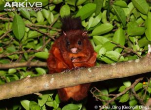 Indian Giant Flying Squirrel.