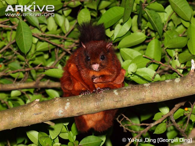 Indian Giant Flying Squirrel.