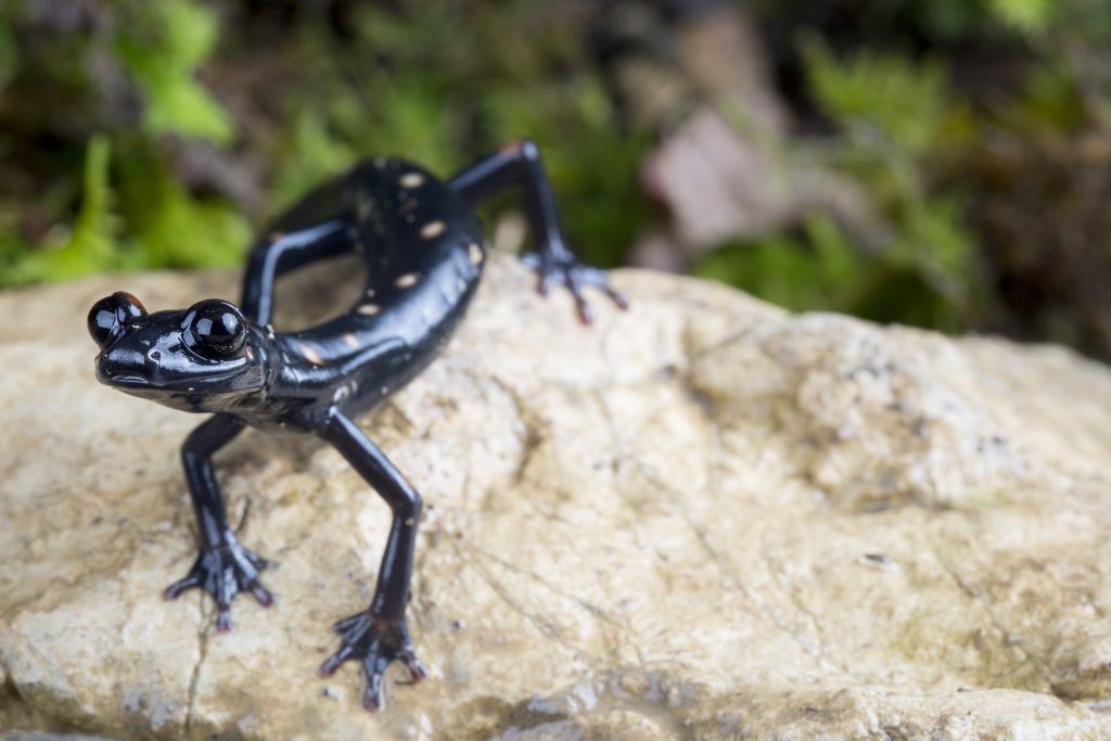 Long-limbed Salamander (Nyctanolis pernix) from the cloud forests of Guatemala. (Photo by Robin Moore, Global Wildlife Conservation)