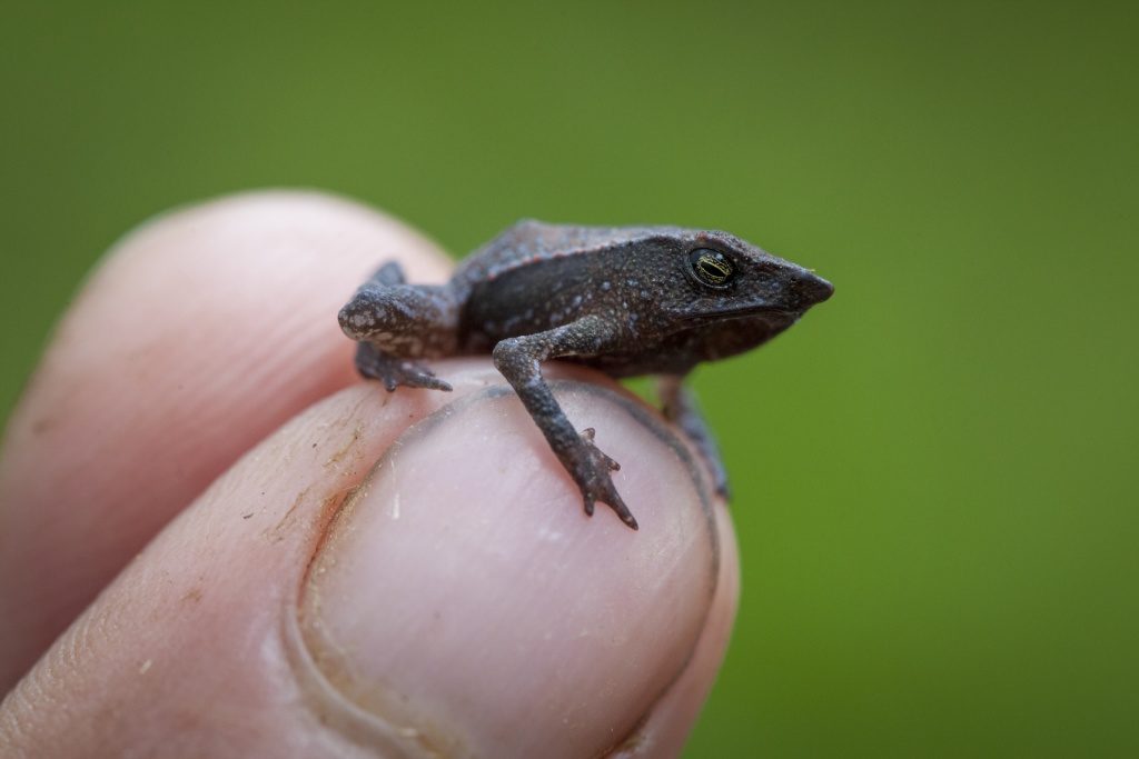 New species of beaked toad found in the Choco forests of Colombia whilst searching for lost frogs. (Photo by Robin Moore)