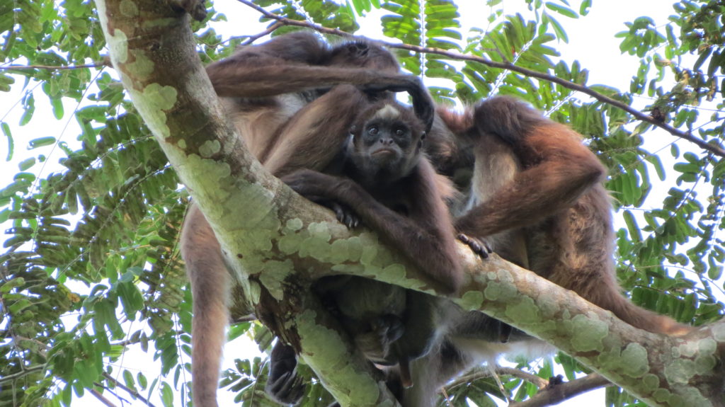 Brown spider monkeys grooming. Photo courtesy Andres Link.
