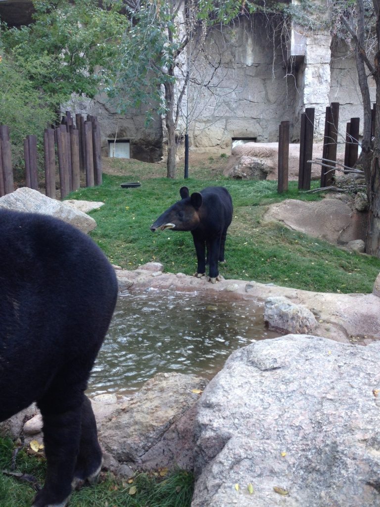 Mountain Tapir (Photo by Chris Jordan)