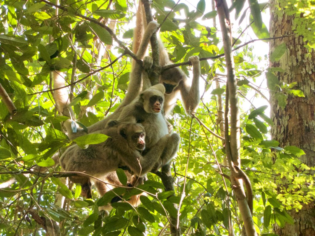 Northern Muriqui Monkeys (photo by Carla Possamai)