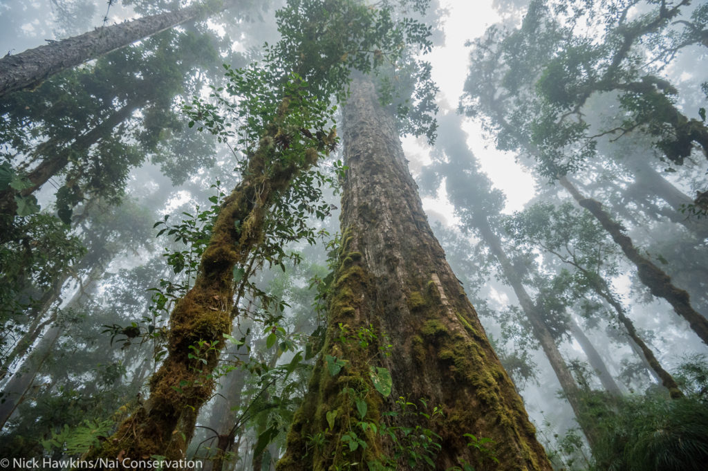 These towering peaks are covered by the largest stretch of undisturbed habitat in Costa Rica and one of the largest in Central America. The mountains, and the forests growing on them, are an important stronghold for the endangered Baird’s tapir. (Photo by Nick Hawkins)