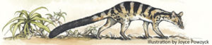 Owstons-civet