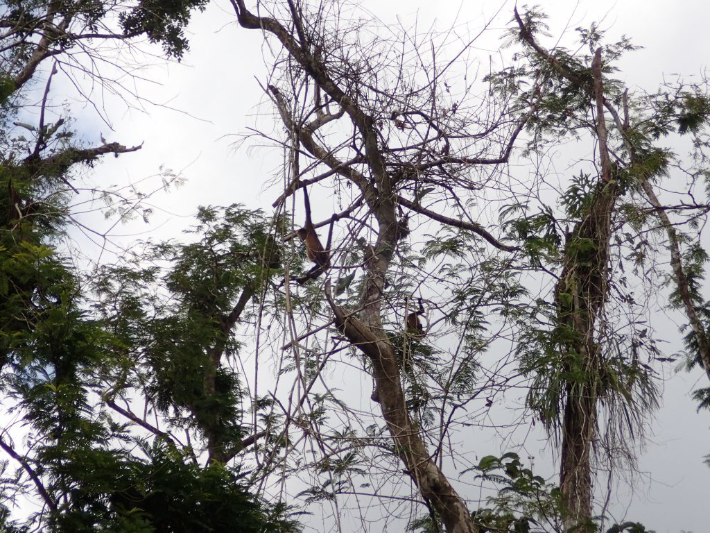 Central American Spider Monkeys (Ateles geoffroyi) hanging from a tree along the river more than five months after Hurricane Otto. (Photo by Paloma Alcazar)