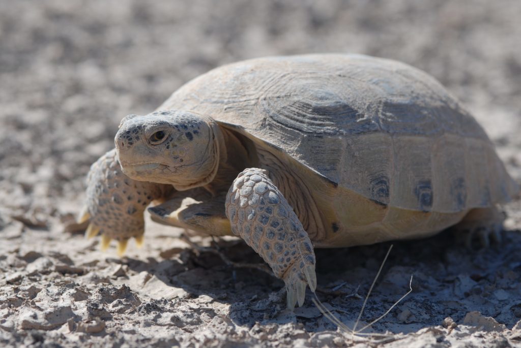 Bolson Tortoise. Photo by Peter Paul van Dijk.