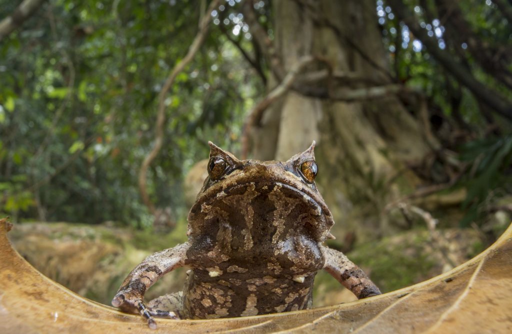 Palawan Horned Frog on Palawan, Philippines. (Photo by Robin Moore)