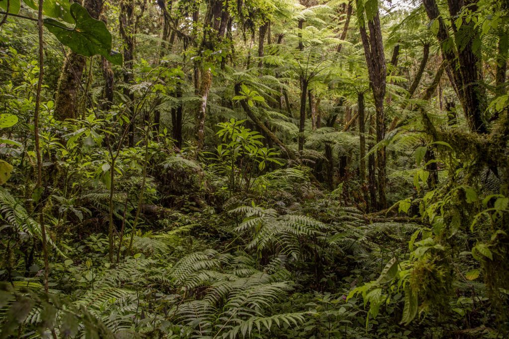 jungle