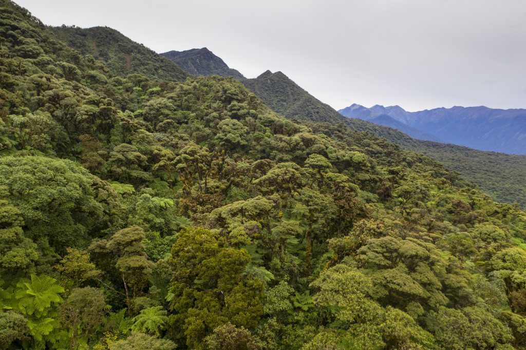 Bolivian cloud forest is the Sehuencas Water Frog’s natural habitat. (Photo by Robin Moore, Global Wildlife Conservation)