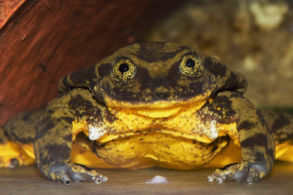 Romeo. (Photo by Teresa Camacho Badani, Museo de Historia Natural Alcide d’Orbigny)