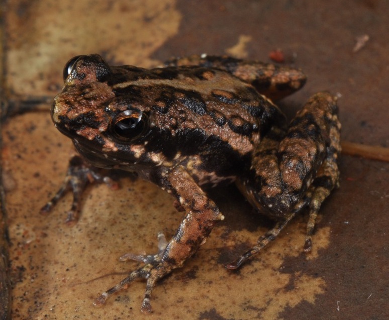 This newly discovered species, the Afia Birago Puddle Frog, is likely rare. (Photo by Adam Leache)