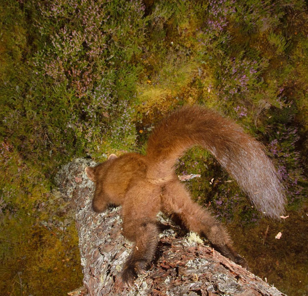 This camera-trap image of “cheeky” pine marten was the winner of our 2017 #WildlifePhotoFail contest. (Photo by Terry Whittaker)