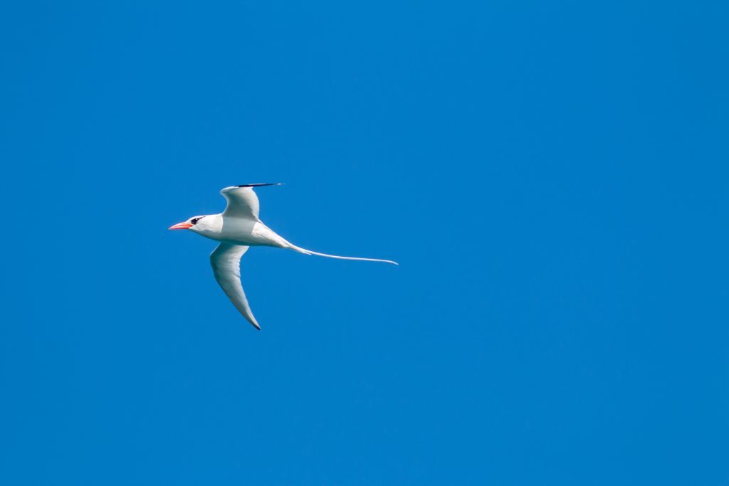 Red-billed Tropicbird. (Photo by Ed Marshall)
