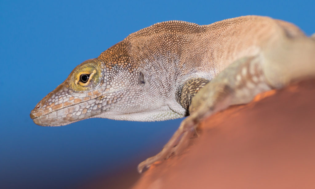 Redonda Tree Lizard. (Photo by Ed Marshall)