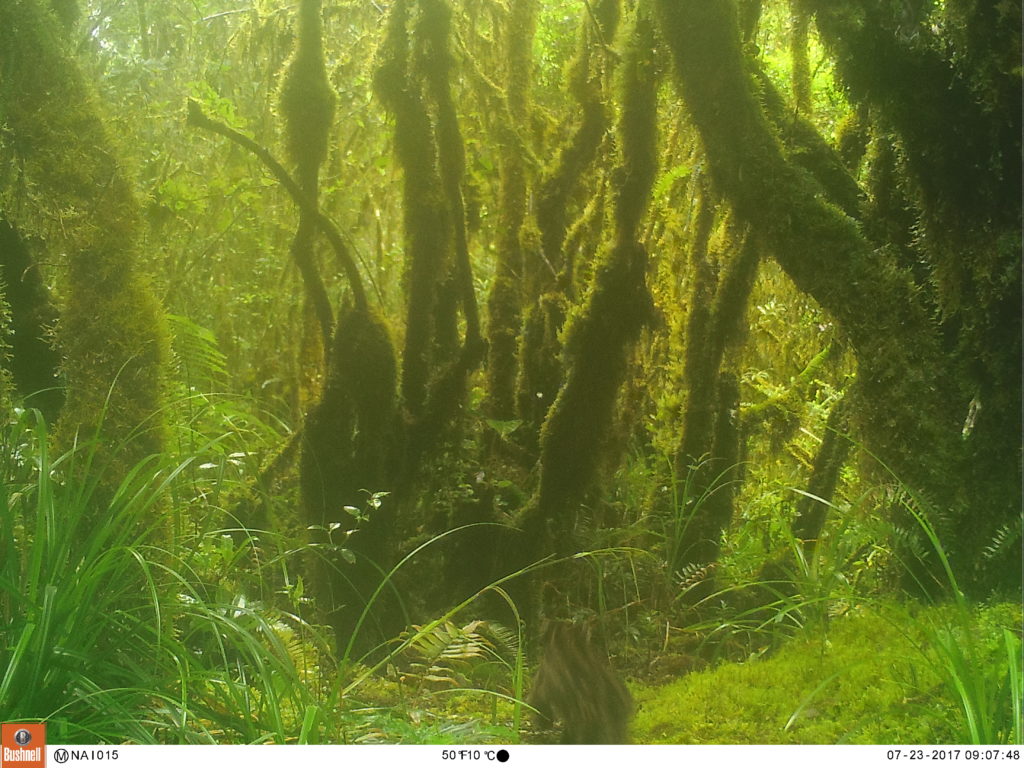 One of the animals caught on camera is a small wild cat, likely either a Margay or Northern Tiger Cat.