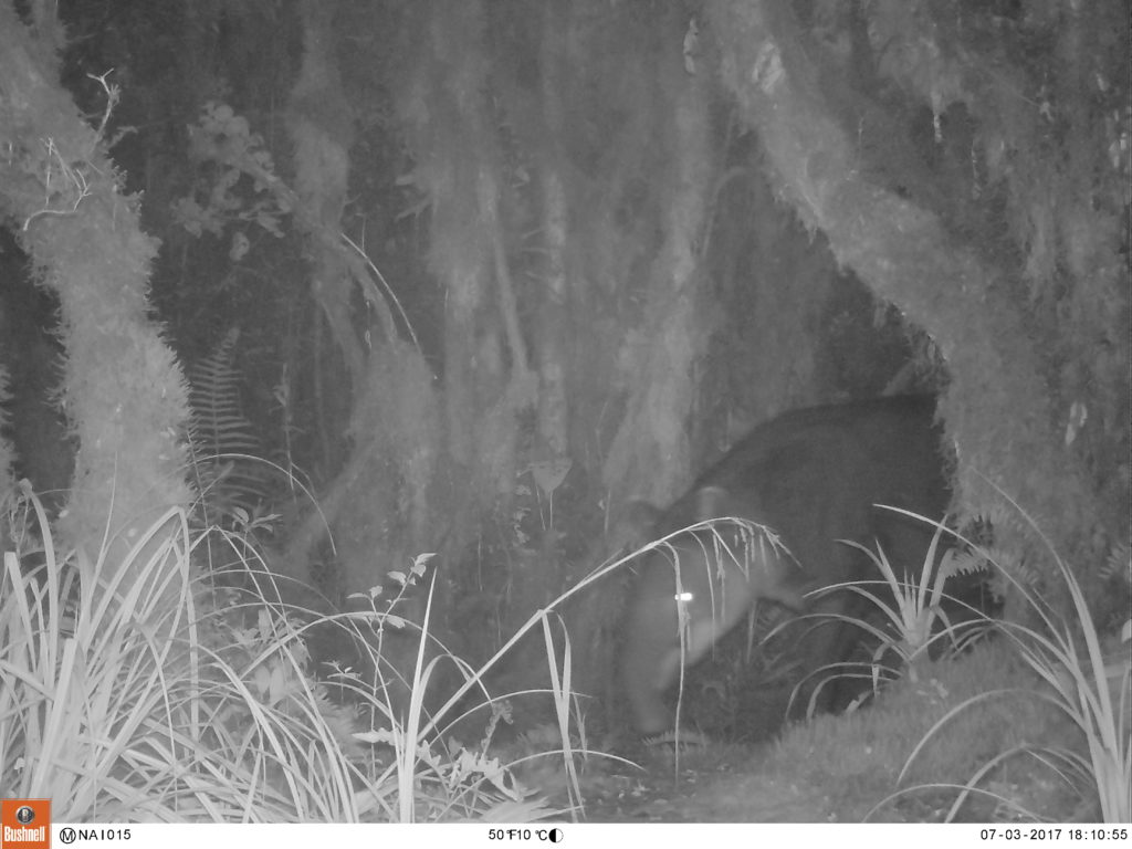 The Endangered Baird’s Tapir caught on camera trap.