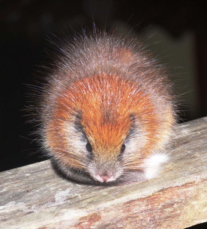 The Santa Marta Toro has been lost to science since 2011. (Photo by Lizzie Noble)