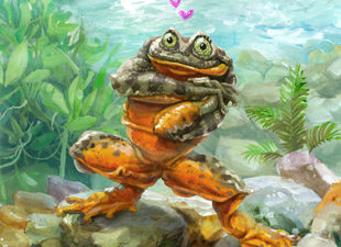 Sehuencas-Water-Frog-illustration