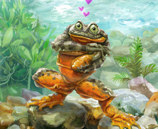 Sehuencas-Water-Frog-illustration