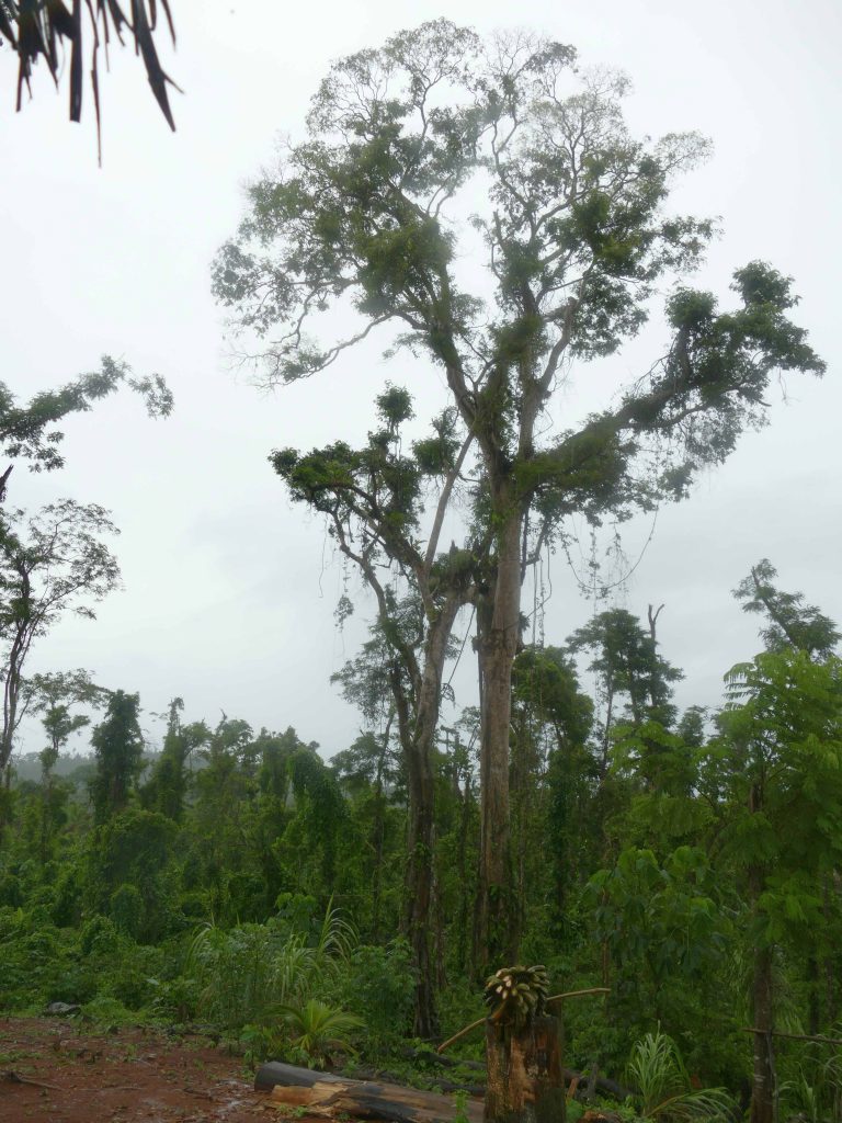 Surviving giants in the hurricane damaged forest.