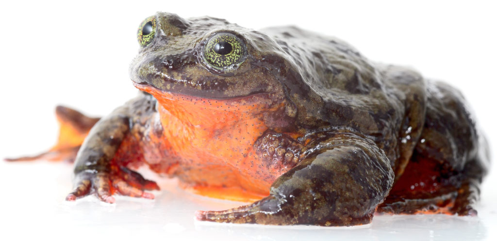 Telmatobius Yuyacare Cochabamba