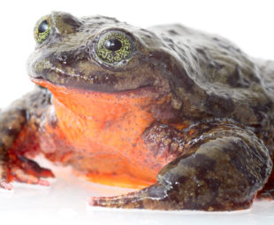 Telmatobius Yuyacare Cochabamba