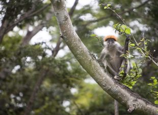 Red colobus in the wild