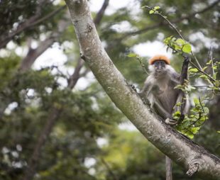 Red colobus in the wild