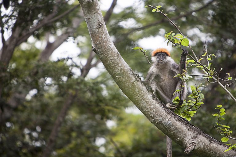 Udzungwa-Red-Colobus_Photo-by-Raffaele-Merier