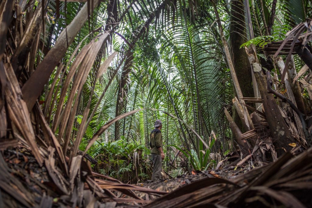 Investigating crashing sounds heard from the river in the hopes of catching a glimpse of one of the 68 Javan Rhinos living in Ujung Kulon National Park.