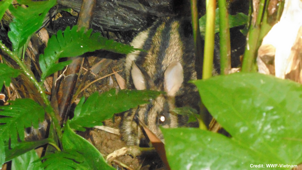 The Annamite Striped Rabbit, a species discovered in the Annamite Mountains in 1995. (Photo by WWF-Vietnam)