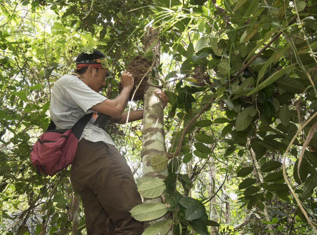 Scientist examines an arboreal termite mound