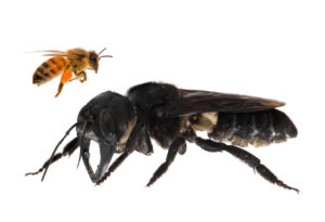 One of the first images of a living Wallace’s giant bee. Megachile pluto is the world’s largest bee, which is approximately four times larger than a European honeybee. © Clay Bolt : claybolt.com
