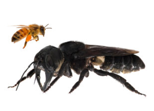 One of the first images of a living Wallace’s giant bee. Megachile pluto is the world’s largest bee, which is approximately four times larger than a European honeybee. © Clay Bolt : claybolt.com