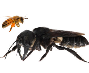 One of the first images of a living Wallace’s giant bee. Megachile pluto is the world’s largest bee, which is approximately four times larger than a European honeybee. © Clay Bolt : claybolt.com