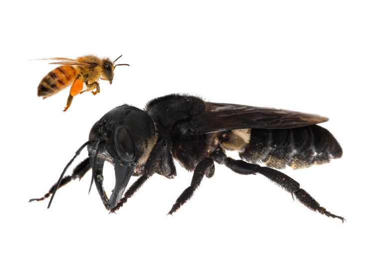 One of the first images of a living Wallace’s giant bee. Megachile pluto is the world’s largest bee, which is approximately four times larger than a European honeybee. © Clay Bolt : claybolt.com