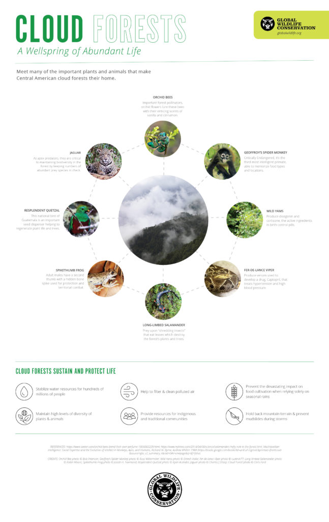 Page 12 – Global Wildlife Conservation