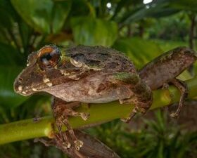 Spiny Green Frog