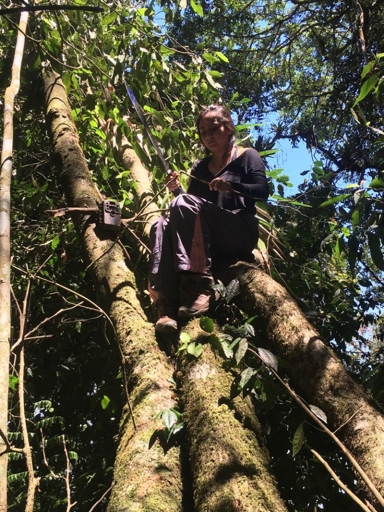 Daniela, my trusty field assistant, setting an arboreal camera trap and using a machete to cut down branches.