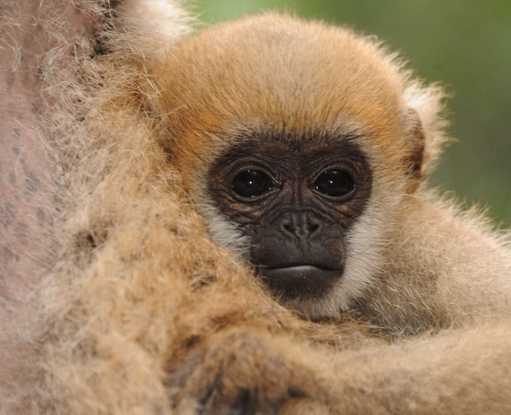 Critically Endangered baby Northern Muriqui. © Russ Mittermeier