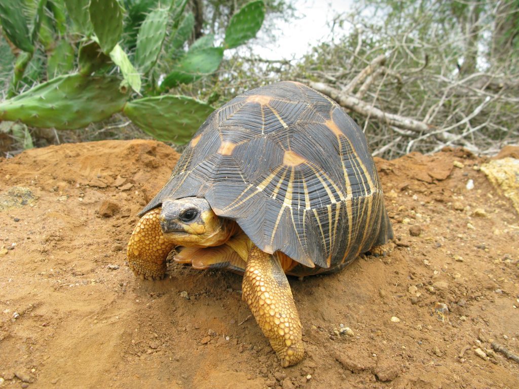 Radiated Tortoise. (Photo by Ryan Walker)